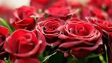 Vergiftete Liebesgrüße: Warnung vor Pestiziden in Rosen
