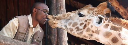 Im Giraffenzentrum in Nairobi haben die eindrucksvollen Tiere keinerlei Berührungsängste.