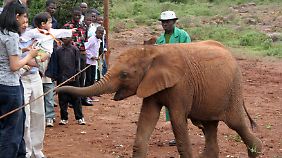 Im Elefantenwaisenhaus bei Nairobi leben Jungtiere, deren Mütter von Wilderern getötet wurden.