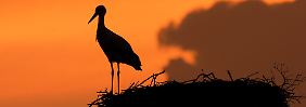 Warten auf den "Storch": Nicht alle Paare sind gewollt kinderlos.