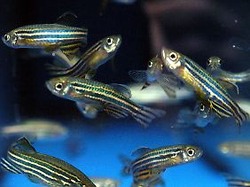 Zebrafische in einem Aquarium.