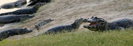 Die Auswahl ist groß: Die durchschnittliche Alligator-Dame lässt das jedoch kalt.
