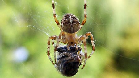 Die meisten Spinnen leben räuberisch. Wissenschaftler haben nun eine Art entdeckt, die sich fast ausschließlich vegetarisch ernährt.