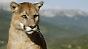 OS X Mountain Lion vorgestellt: Apple lässt den Puma los