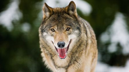Rund 60 Wölfe leben wieder in Deutschland.