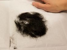 Das Büschel Haar von Elvis Presley - man nimmt an, dass sie ihm ...