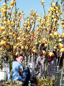 "Goldene Früchte" auf dem Blumenmarkt.