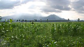 Naturschauspiel: Morgens brechen am Horizont die Vulkane des Virunga-Nationalparks durch den Nebel.