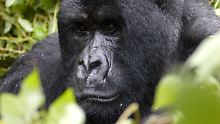 Im ehemals umkämpften Grenzgebiet rund um die Virunga-Vulkane leben die letzten Berggorillas