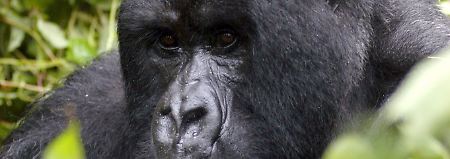 Im ehemals umkämpften Grenzgebiet rund um die Virunga-Vulkane leben die letzten Berggorillas