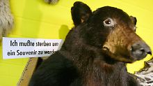 Ein ausgestopfter Schwarzbär auf dem Flughafen in Frankfurt am Main in einem Lager des Zolls.