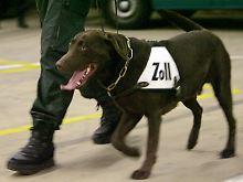 Artenschutz-Spürhund Uno.