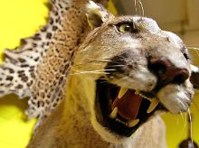 Ausgestopfter Puma.
