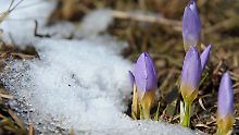 Temperaturen werden immer milder: Dem Winter geht es an den Kragen