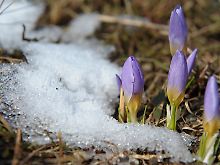 Temperaturen werden immer milder: Dem Winter geht es an den Kragen