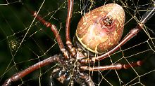 Eine weibliche Spinne Nephila inaurata (Aufgenommen auf der Insel Rodriguez im Indischen Ozean) - eine eng verwandte Art der bislang größten Radnetz-Spinne der Welt, die Forscher jetzt entdeckt haben.
