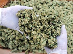 Cannabis als Schmuggelware aus Kolumbien.