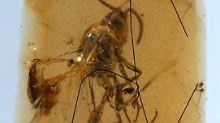 Dieser in Spanien gefundene Bernstein enthält neben zwei Insekten ein 110 Millionen Jahre altes Spinnennetz.