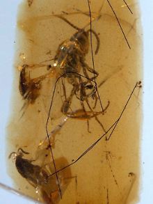 Dieser in Spanien gefundene Bernstein enthält neben zwei Insekten ein 110 Millionen Jahre altes Spinnennetz.