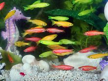 Leuchtende Fisch in einem Auqarium. 