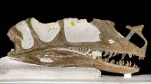 Die Abbildung zeigt das rund 165 Millionen Jahre alte Fossil des Proceratorsaurus. 
