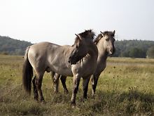 Konik-Wildpferde  in Schmittenhöhe bei Koblenz.