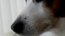 So unscharf wirkt eine Hundeschnautze in der Standardauflösung von 360p.