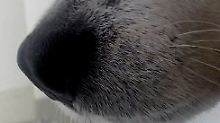 Mit 720p sind schon mehr Einzelheiten zu erkennen.