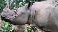 Ein Sabah-Nashorn (Dicerorhinus sumatrensis harrisoni) aufgenommen in Sabah auf der Insel Borneo (Malaysia) im September 2008. 