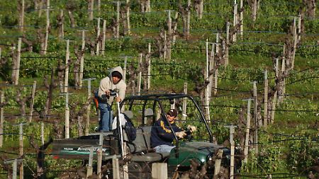 In den Navarro Vineyards bei Philo. 