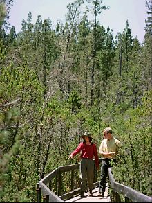 Touristen auf einem Wanderweg im Schutzgebiet "Jughandle State Reserve" an der Küste Mendocinos.