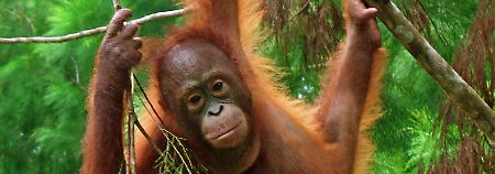 Regenwald muss Plantagen weichen: Orang-Utans ohne Lebensraum