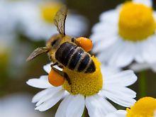Eine Biene hat den Pollen an ihren Hinterbeinen befestigt, um ihn zum Bienenstock bringen zu können.