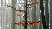 Vor der Tat hob die  15-Jährige zwei Löcher im Wald aus, um die Leiche dort verschwinden zu lassen.