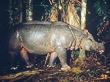 Ein sehr seltenes Java-Nashorn tappt in eine Fotofalle. 