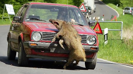 Vollkasko greift auch ohne Nachweis: Wildschaden muss ersetzt werden