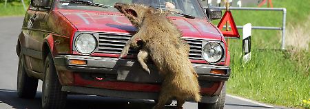 Vollkasko greift auch ohne Nachweis: Wildschaden muss ersetzt werden