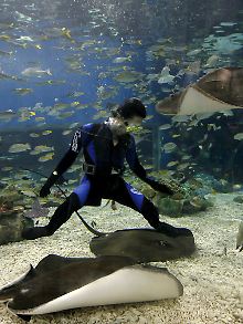 Bald nur noch im Aquarium zu sehen?