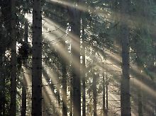 Romantisch: Wald bei Drei-Annen-Hohne (Harz).