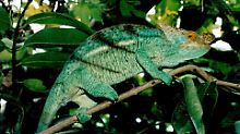 Ein Chamäleon Calumma parsonii sitzt auf einem Baum auf Madagaskar.