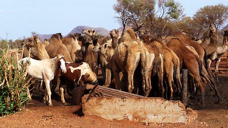 6000 Tiere: Kamele terrorisieren Dorf