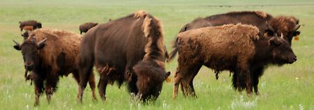 Die Rückkehr der Bisons: Mexiko siedelt 23 Büffel an