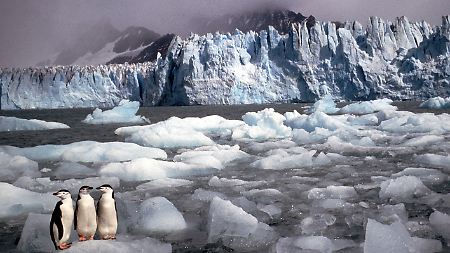 Drei Kehlstreifpinguine stehen auf einer Eisscholle in der Antarktis.