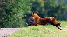 Microsoft will den Fuchs im kommenden Jahr mit dem Internet Explorer 9 jagen.