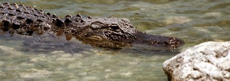 Ein Alligator im seichten Gewässer des Nationalparks Everglades (Florida / USA).