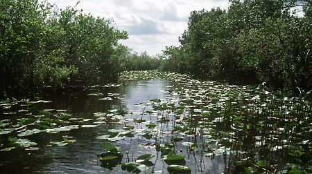 Blick in das weitläufige Sumpfgebiet der Everglades.