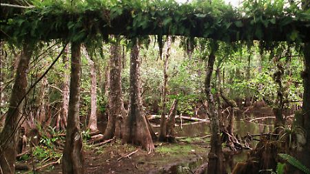 Der Mensch hat durch Wasserregulierungssysteme das Ökosystem der Everglades aus dem Gleichgewicht gebracht.