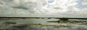 Tour zu trockenen Tümpeln: Floridas Everglades einmal anders