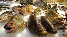 Ob frisch von der Theke oder aus der Kühltruhe: Die Herkunft des Fisches muss erkennbar sein. 