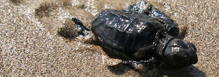 Ein Schildkrötenbaby auf dem Weg ins Meer. Wird es bald viel mehr weibliche als männliche Schildkröten geben?